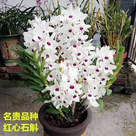 超香红心石斛 夏秋带花苞好养兰花苗室内绿植花卉