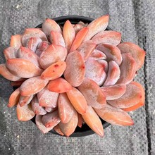 �������l �Ϙ�����ֲ��ȉ�¶ˮ��ֲ���~չ8-15���״�ö��� ֲ��