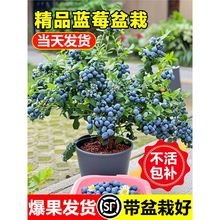 �{ݮ������ش�̖�����Ӱl؛�̨����ˮ���������Ϸ������NֲL25