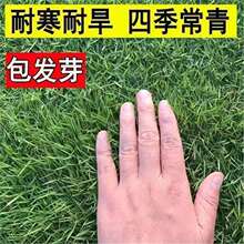正宗进口耐寒早熟禾草坪草籽耐热四季青庭院别墅绿化室外草坪种子