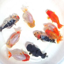 ���ٽ�����ˮ�������С���㲻�ü��½�������ţ�в�̩ʨ����