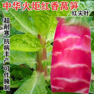 Red-Tipped Lettuce Seeds with Red Skin and Green Flesh, Fragrant, Cold-Resistant, Disease-Resistant, High-Yielding, Suitable for Spring, Autumn, and Winter Seasons, for Farms, Gardens, and Fields