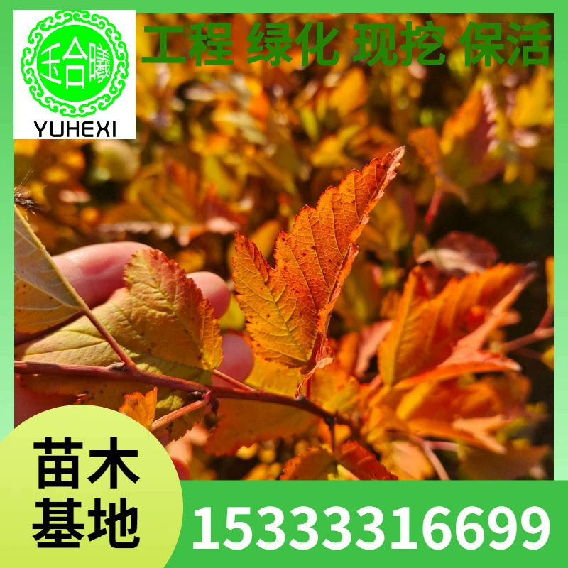 Листопадный золотистый фикус, садовый фикус с фиолетовыми листьями, морозостойкий цветущий кустарник, посадки для зеленения, фикус