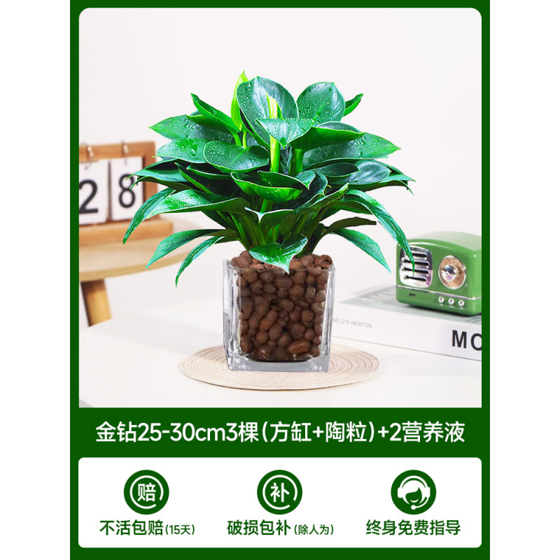 수경 금다이아몬드 25-30cm 3그루(사각형 실린더 + 세람사이트) + 영양액 2개