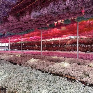 永生满天星干花束花材家居室内外场景装饰婚礼情人节云南工厂批发