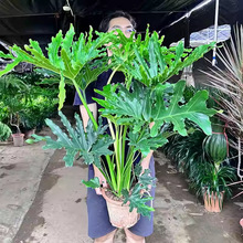 ������������[�����Ϙ�ˮ�����G�qֲ���҃����ļ����G�^�~��Gֲ