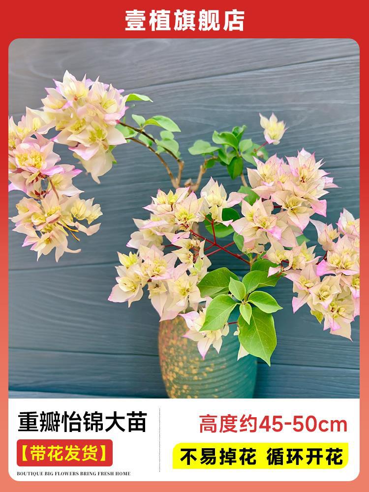 [꽃과 함께 배송] 이진이진대모종 [45-50cm丨떨어지기 쉽지 않음丨계절꽃]