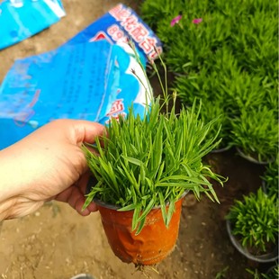 Ground Cover Stonecress Potted European Stonecress Perennial Flower Ground Cover Grass Flower Courtyard Landscape Greening
