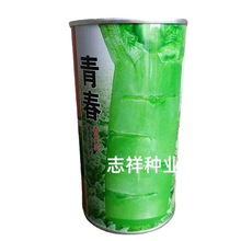 龙盛青春圆叶香莴笋种子罐装30克青皮青肉清香味浓莴苣种孑大田种