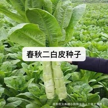【春秋二白皮莴笋种子】耐热耐寒秋播大田高产蔬菜籽粗棒莴苣种子