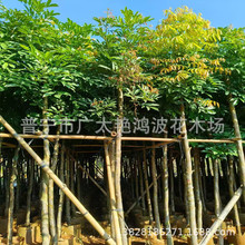 �V�|�Ռ���ֲ���ϼt���G��������ľ���^��ľ�����ֲ���f������ľ