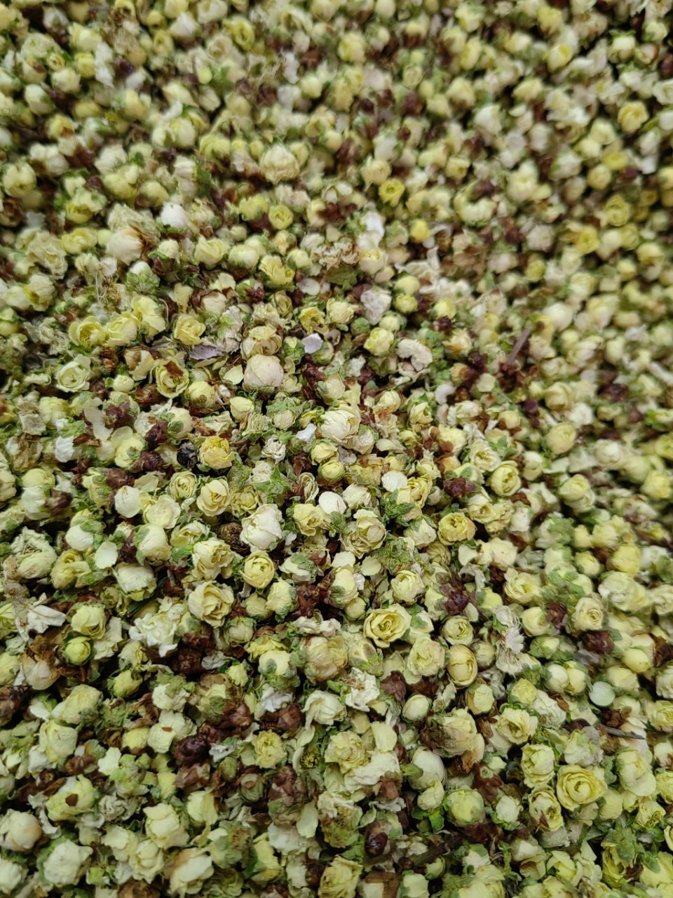 Green Plum Blossom (Prunus mume) — Dried Floral Herb for Tea & Seasonal Blends quality and texture