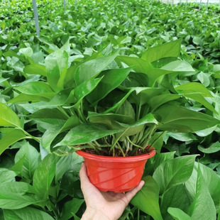 Green Radish Potted Large-Leaf Flower Hanging Basket Plant Formaldehyde Removal Air Purification Green Plant Base Direct Sales Starting from One Piece