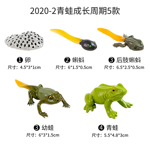 Kindergarten teaching aids animal growth life cycle toys simulation frog turtle mosquito life cognitive model bag