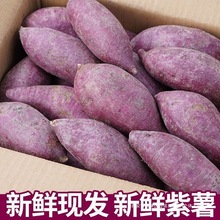 斤紫薯新鲜山芋板栗蜜薯紫心农家蔬菜地瓜红小10番薯软糯现挖