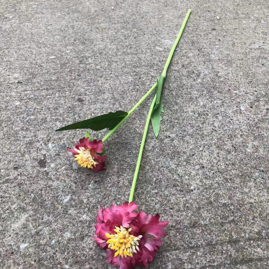 2 Pino Cordyceps Rosa Rojo