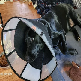 伊丽莎白圈;嘴套;猫猫窝/笼/垫