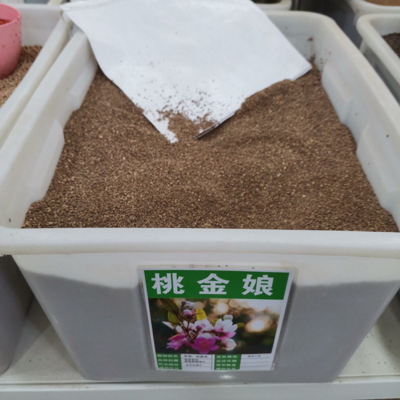 桃金娘苗树花盆栽老桩树苗种子盆栽种籽种孑观果种籽四季多年生