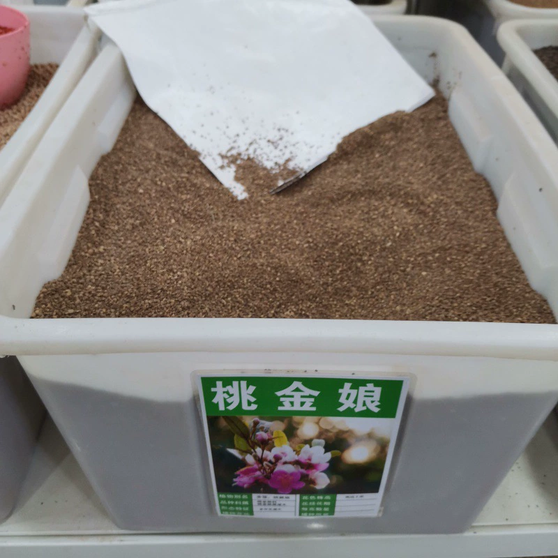 Мирт Рассада Дерево Цветок В Горшке Старый Поддон Саженец Семена Горшечные Семена Вака Плоды Семена многолетние в четыре сезона