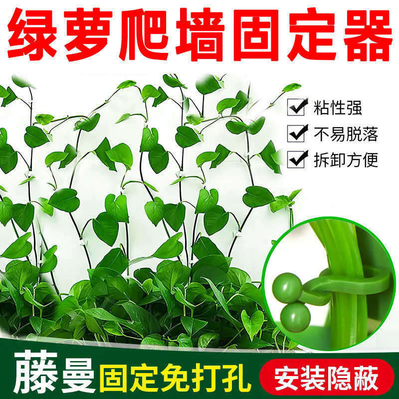 New Product: Green Plant Climbing Tool, Wall Climbing Fixer, Green Plant Climbing Clip, Wall Hook, Sticky Climbing Vine Rod New Product: Green Plant Climbing Tool, Wall Climbing Fixer, Green Plant Climbing Clip, Wall Hook, Sticky Climbing Vine Rod