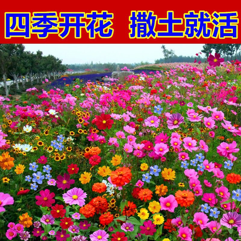 Drought-Resistant Garden Flower Seeds, Perennial Flowering Cosmos and Zinnia Flower Seeds, Wildflower Combination Seeds Wholesale