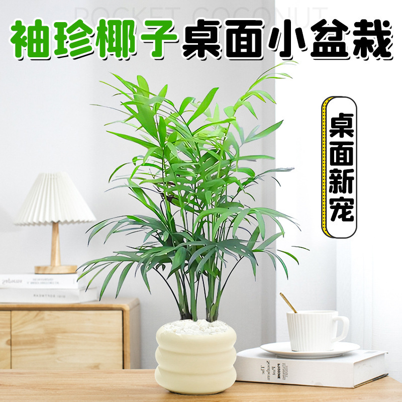 Dropshipping Pocket Coconut Desktop Small Potted Indoor Living Room Office Green Plant Lu Bonsai Plant All Seasons Dropshipping Pocket Coconut Desktop Small Potted Indoor Living Room Office Green Plant Lu Bonsai Plant All Seasons