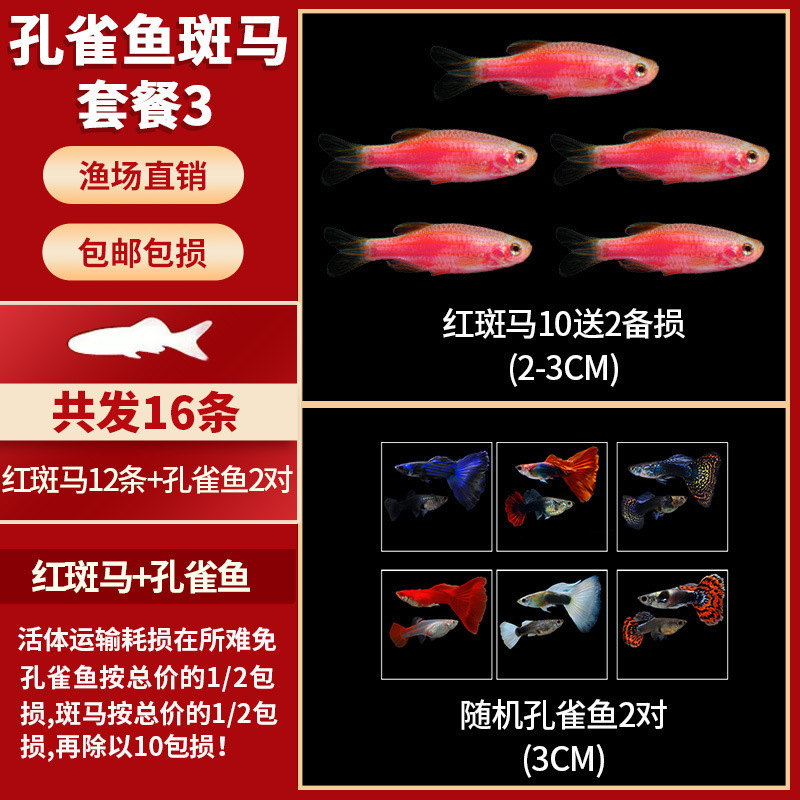 Lamko Fishは稚魚の飼育に適しており、生き残りやすい、淡水観賞魚、小さな孔雀、ゼブラフィッシュ、大型熱帯魚です。|undefined
