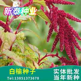家庭园艺盆栽花卉种子尾穗苋绿化種子四季开花花种子