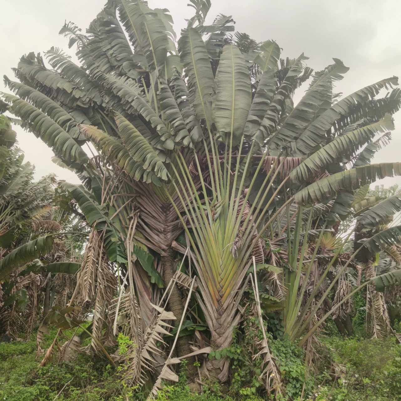 2304 база поставляет многостильные кустовые канны 7-10 м. Тропический тропический лес
