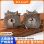 大连餐饮商用即食刺参