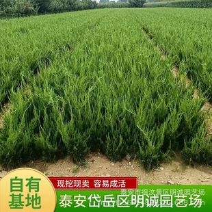 25-60���������� ��Ʒ����С�� ����ֱ�����ؘ��� С���� ����