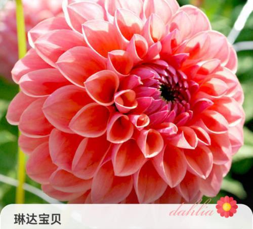 リンダベイビー14