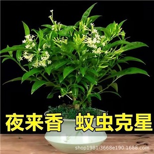 ҹ����������þGֲֲ���̨�͏d�����ļ����B��x�����_���辰