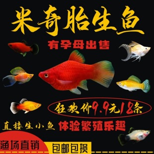 �t�����~̥���~С���~���w�Ꭷ�^�p�~�����~��ȸ�~���B�t���¹��~