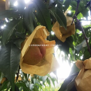 Yangshan Peach Paper Bag Fruit Bag Peach Yellow Peach Green Crown Pear Insect-Proof and Waterproof Fruit Bagging 10000 Pieces