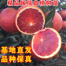 ؑcLۺ_ѪȘ޽ӘϱͥԺԹ