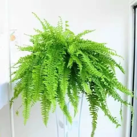 Бостон Папоротник Посадка в горшке Настольный Крытый Длинная Лоза Висит Хлорофитовое Растение Поглощает Формальдегид для Очистки Воздуха Папоротник Зеленое Растение