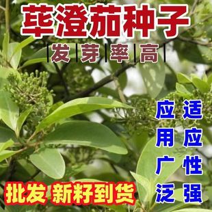 ɢ�b�����ѷN�� ������ɽ�n�Ӵ�ľ���� ���|ľ����ɜ���ѷN�����l