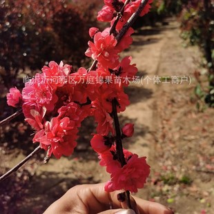 �����ذ�t������ ���~�Ҙ���ͥԺ���� �_�����Mֲ�﹤����ľ���l