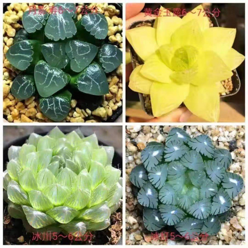 달그림자 + 금 + 빙하 + 얼음등불 (강세)