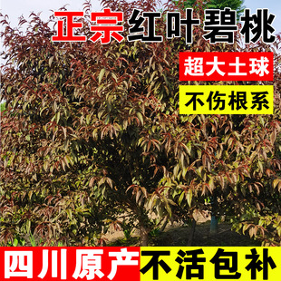 Bitter Peach Saplings Sichuan Project Roadside Greening Courtyard Landscape Villa Ground Planting Ornamental Landscape Large Tree Landscape Tree