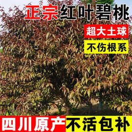 碧桃树苗四川工程行道绿化庭院景观别墅地栽观赏风景大树景观树