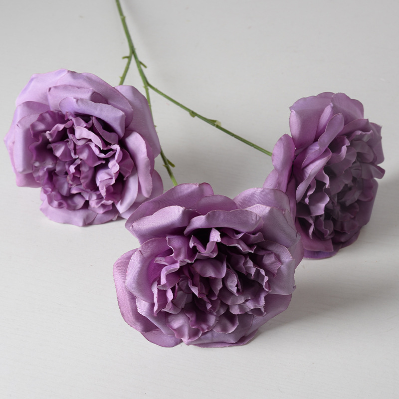 3 grandes Martin púrpura