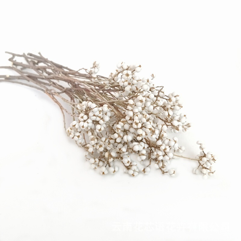 Small White Fruit, Castor Fruit, Eternal Flower, Dried Flower, Amazon Bouquet, DIY Flower Material Package, Wholesale Bouquet, Yunnan Dried Flower Small White Fruit, Castor Fruit, Eternal Flower, Dried Flower, Amazon Bouquet, DIY Flower Material Package, Wholesale Bouquet, Yunnan Dried Flower