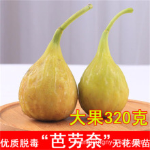 ��Ʒ�N�ش���㽶�̈́��δ�͟o���������ϱ����������Ԯ���Y����