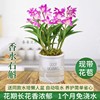 Bud Strong fragrance Australia Perfume Dendrobium orchid moss and lichen Evergreen flowers and plants Potted plant