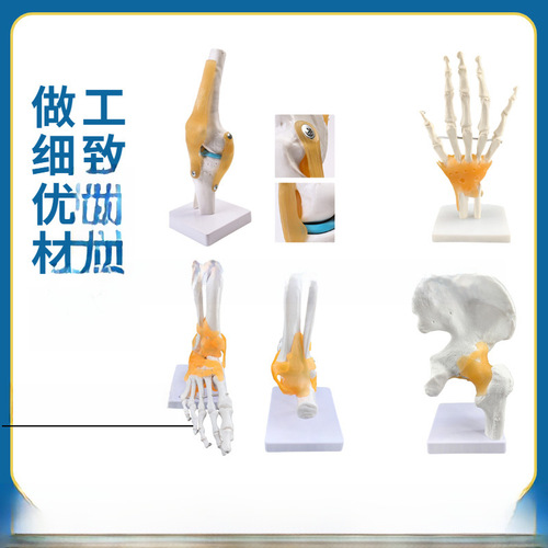 Human knee joint model shoulder joint elbow joint hand joint foot joint hip joint natural large bone model