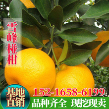 ���̘���ѩ��ո̼޽ӗո����ϱ����̽��ӹ�����o�����Ӯ���Y��