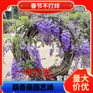 ���ٻ��玧�����Ϙ�����ֲ��������ꖻ����������ļ��_��ͥԺ����