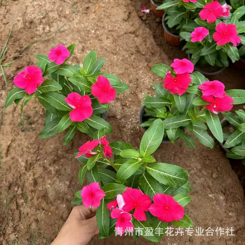 Оптовая база для посадки перивинки, сезонные цветы травы цветут круглый год, разноцветная перивинка для озеленения дорог